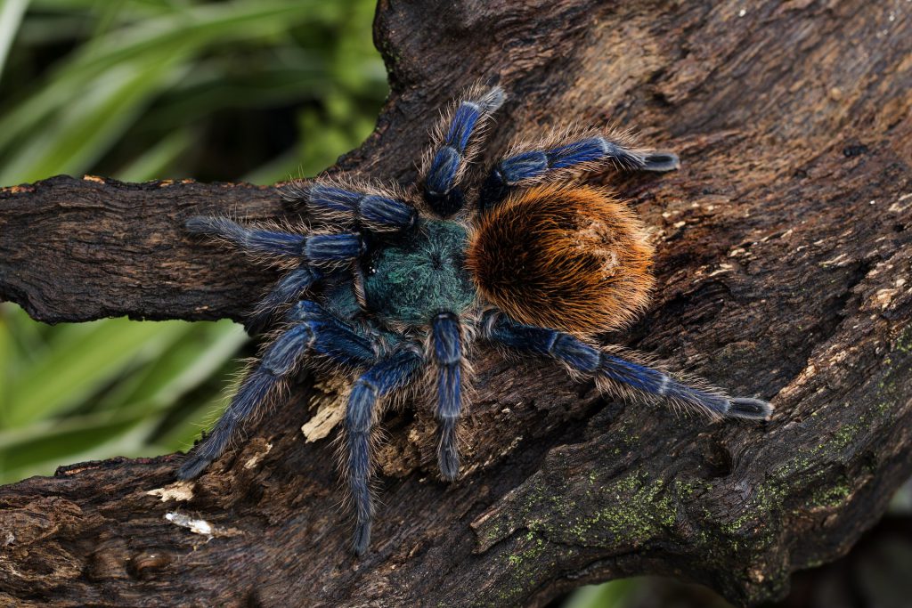 cobalt-blue-tarantula